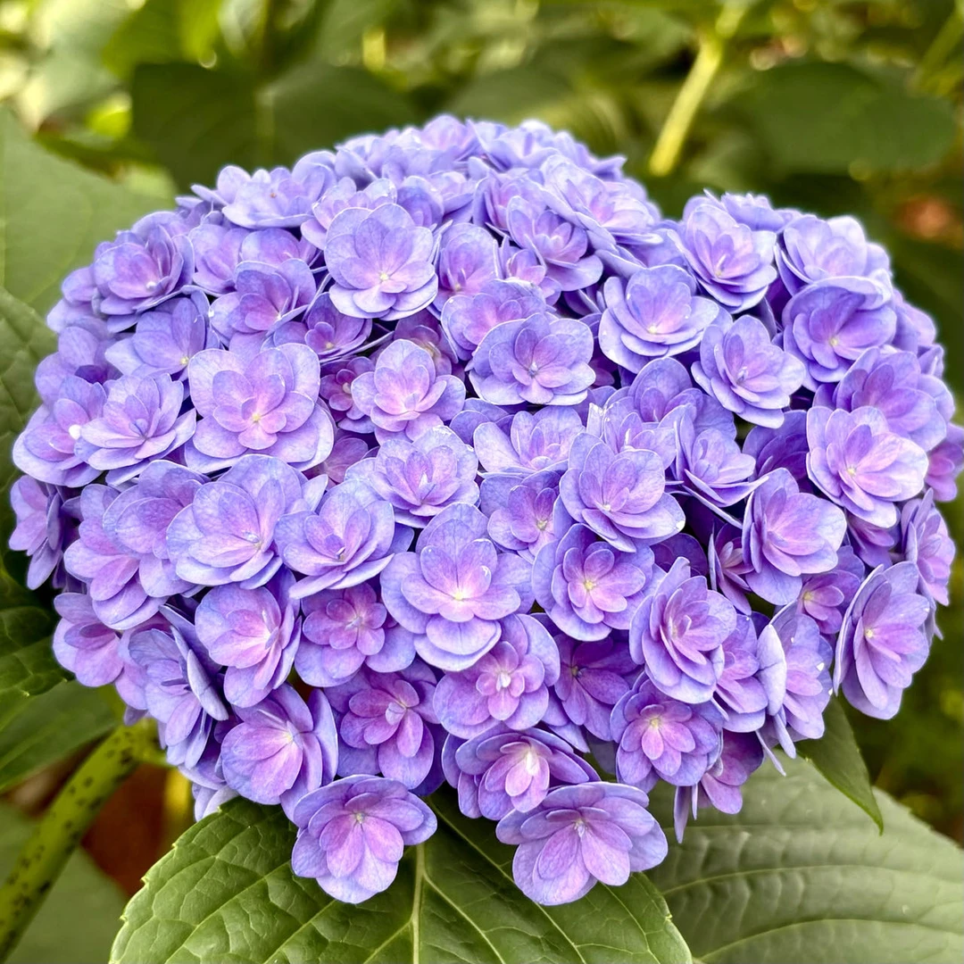 【AA级太阳神殿】重瓣绣球花基地直发顺丰冷链到家