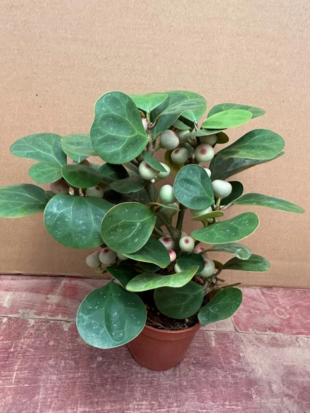 多果菩提盆栽喜阳喜水