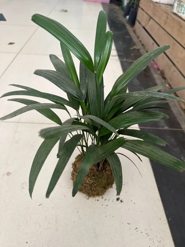 苔藓球棕竹水养室内净化空气