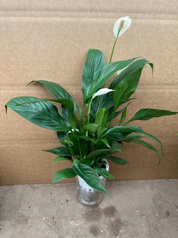 水培白掌一帆风顺 带自吸盆