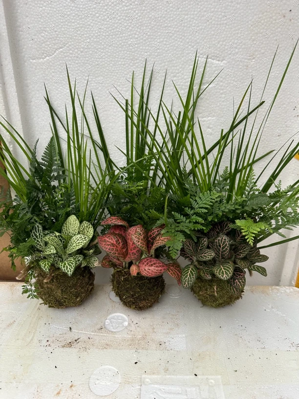组合苔藓球狼尾蕨菖蒲胧月网纹草