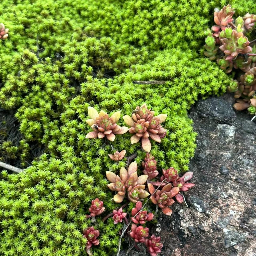 星星藓户外野采苔藓盆栽盆景素材使用