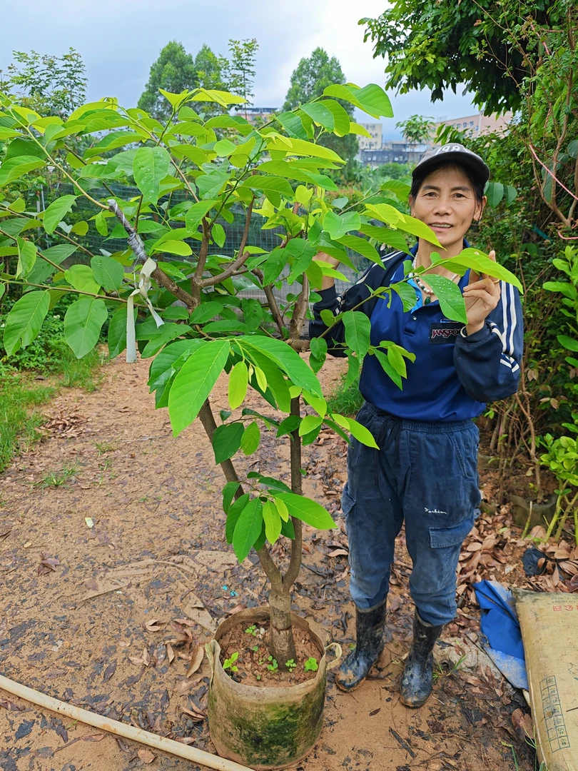 多品释迦大树，一树多品包含凤梨、泰国大目、AP等多个品种集于一树