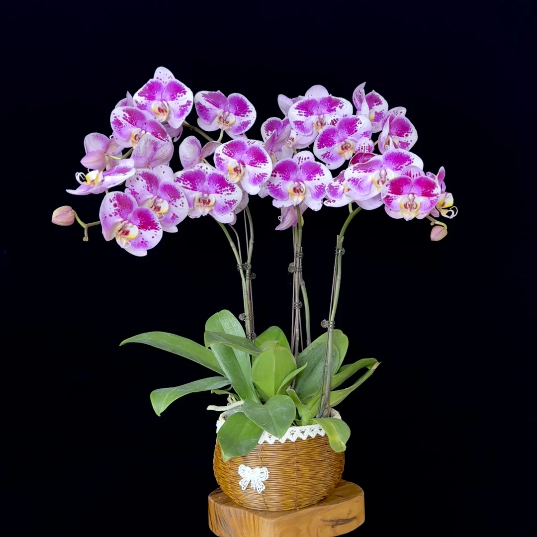 鲜花(功夫熊猫)蝴蝶兰 紫花白边大型花花 稀有品种 室内花卉