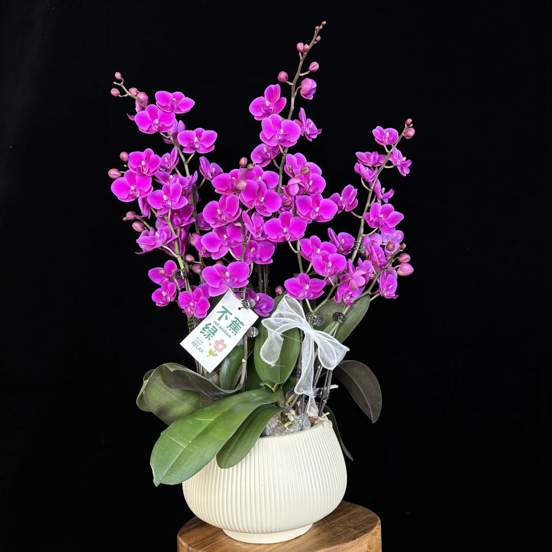 鲜花（满天红）蝴蝶兰 经典红色  耐开 耐高温  室内高端绿植