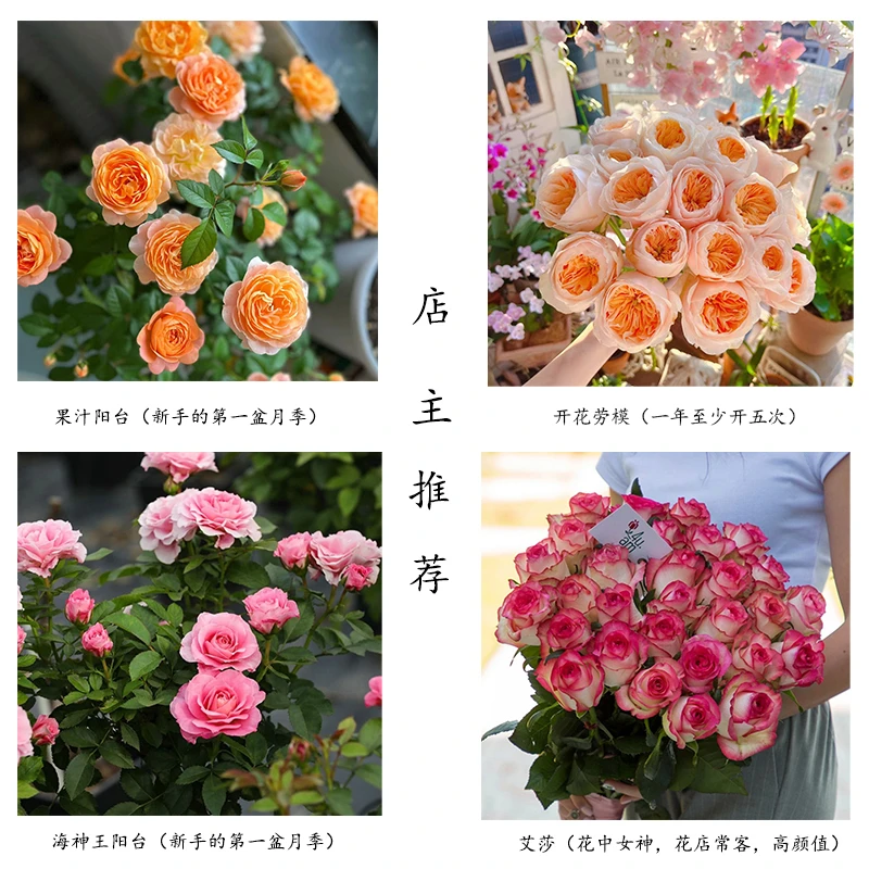 【新手月季套餐】（每颗都有品种标签）花期带花发货阳台盆栽庭院地栽