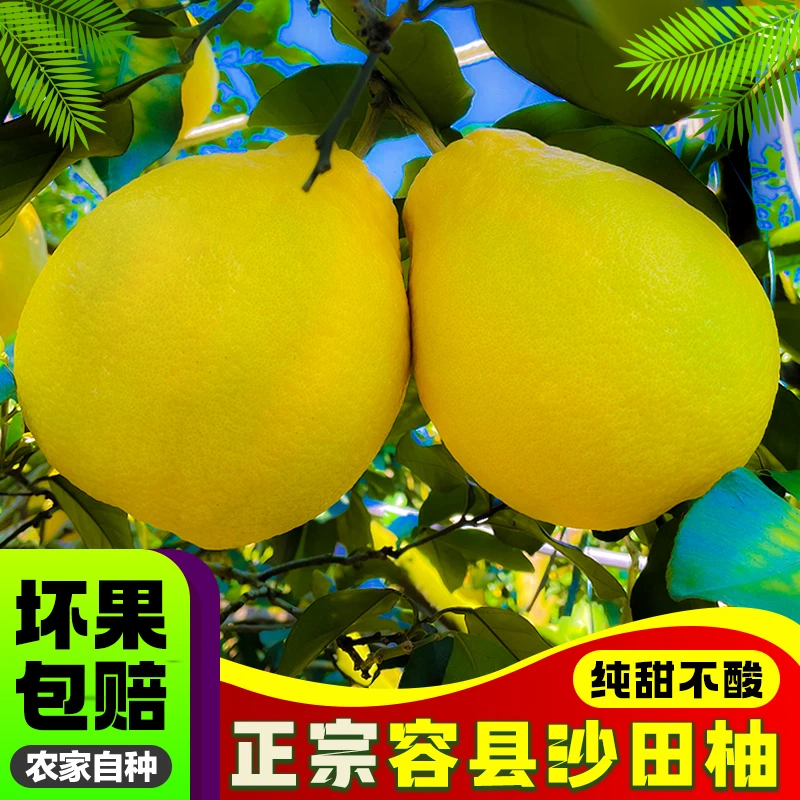 【九点九】广西特产正宗容县沙田柚子水果果场现摘新鲜果山现摘现发