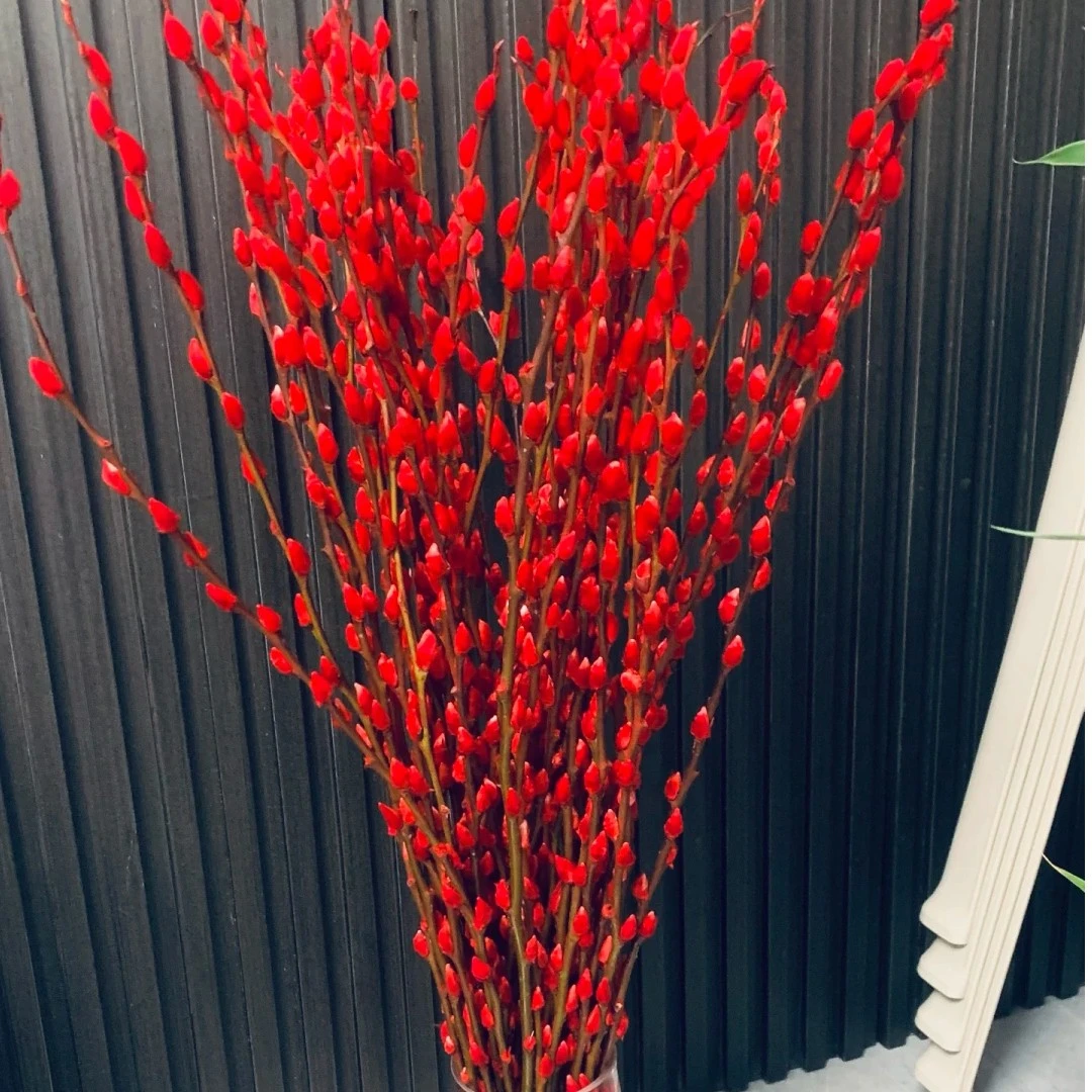 云南鲜切花银柳十枝装