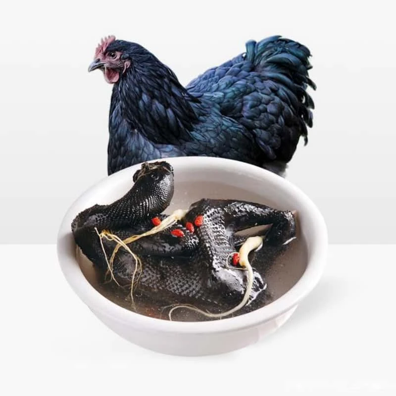 青年五黑白条黑鸡肉高营养老母鸡食用农产品