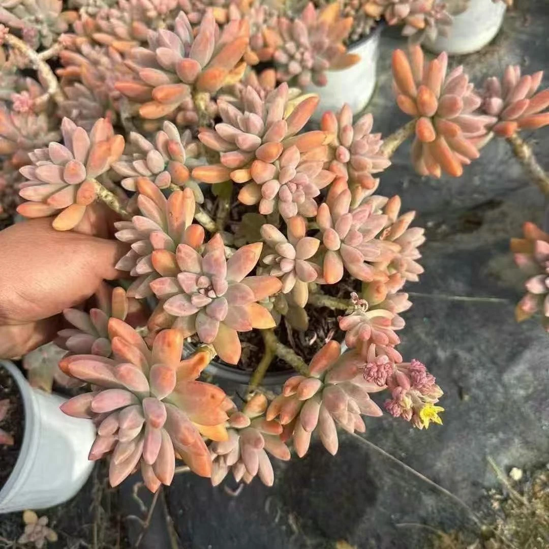 老桩秋丽  多肉植物