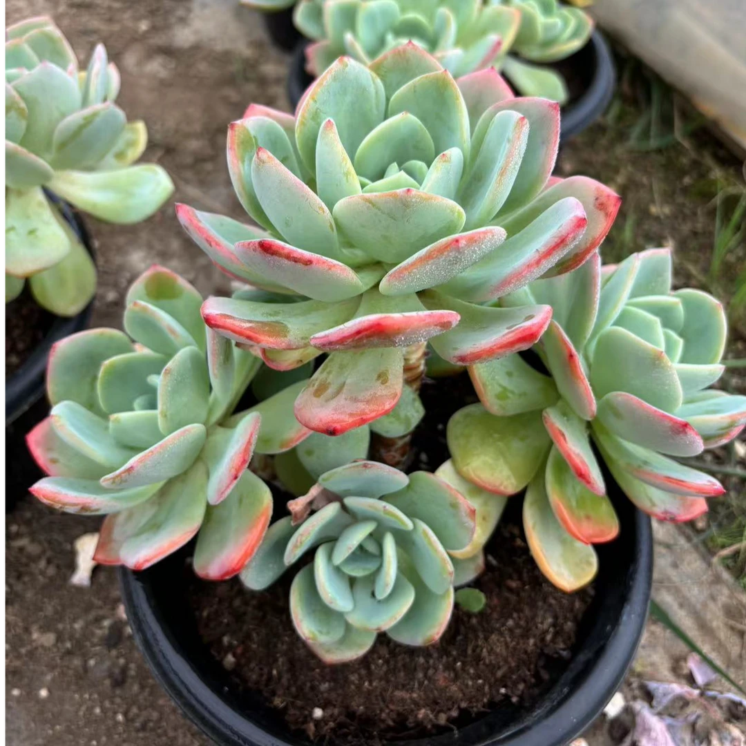 老桩群生白月光无砍 脱土发货