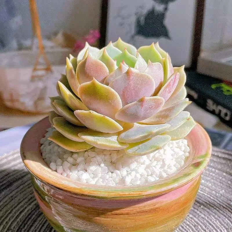 单头粉蝶 精品多肉 好看好养新人可养