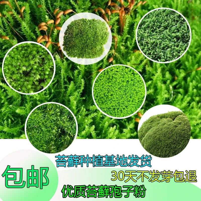 上水石吸水石盆景盆栽青苔苔藓种子苔藓粉微景观鲜活植物种籽铺面