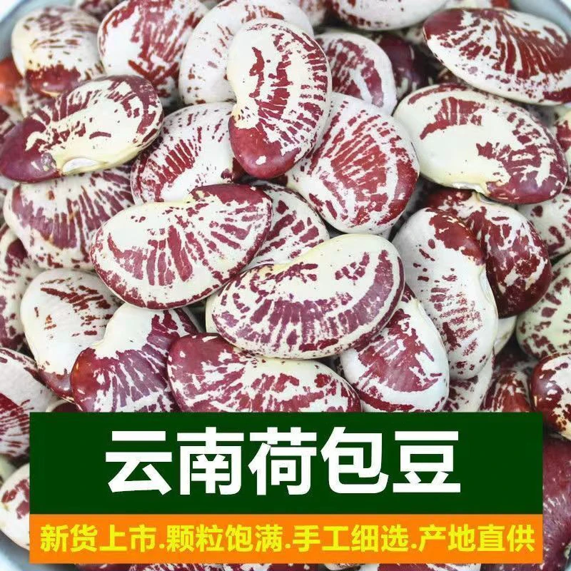 新货荷包豆云南农家自产大圣豆新鲜 饱满粒颗粒食用清香