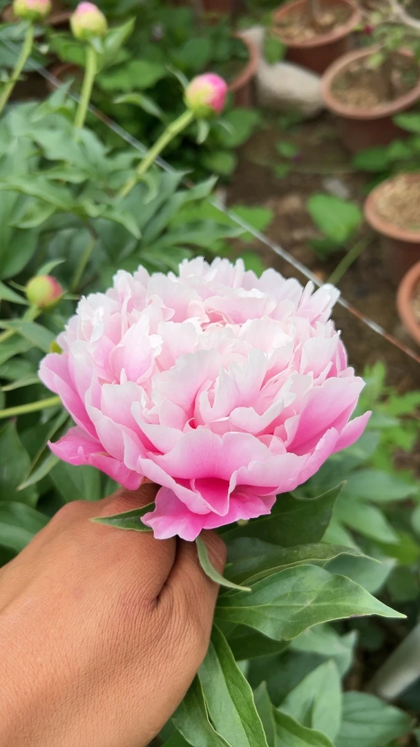 英儿花园耐寒重瓣芍药牡丹