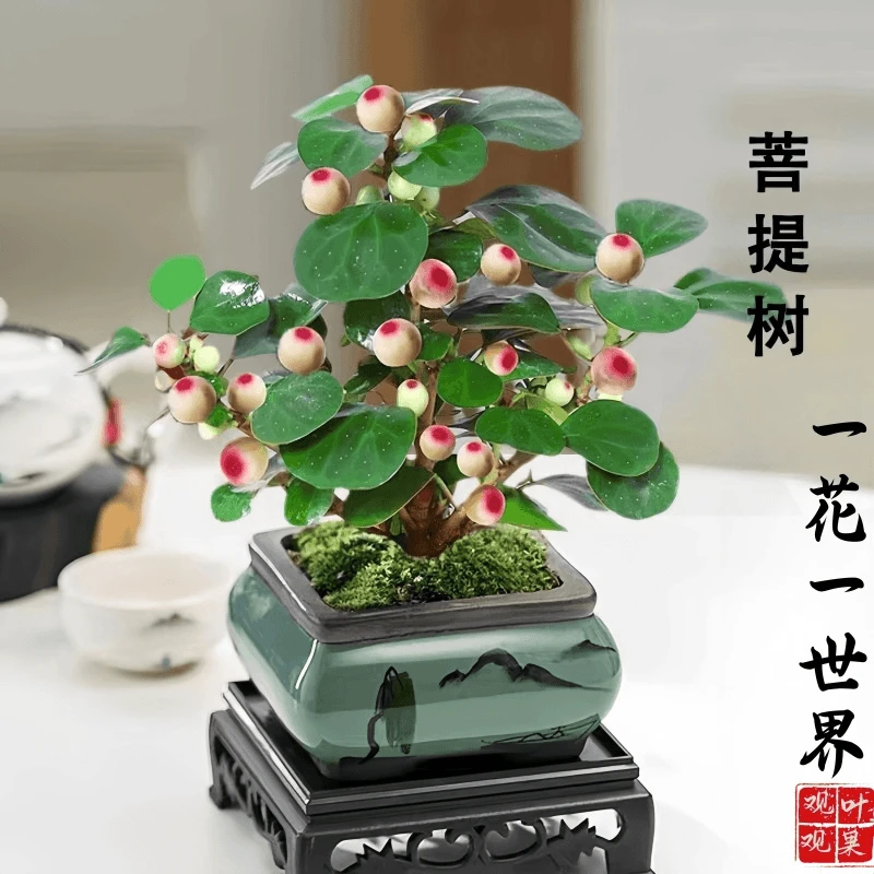 菩提树盆栽小盼菩提带果盆景室内办公室植物桌面摆件中式禅意绿植