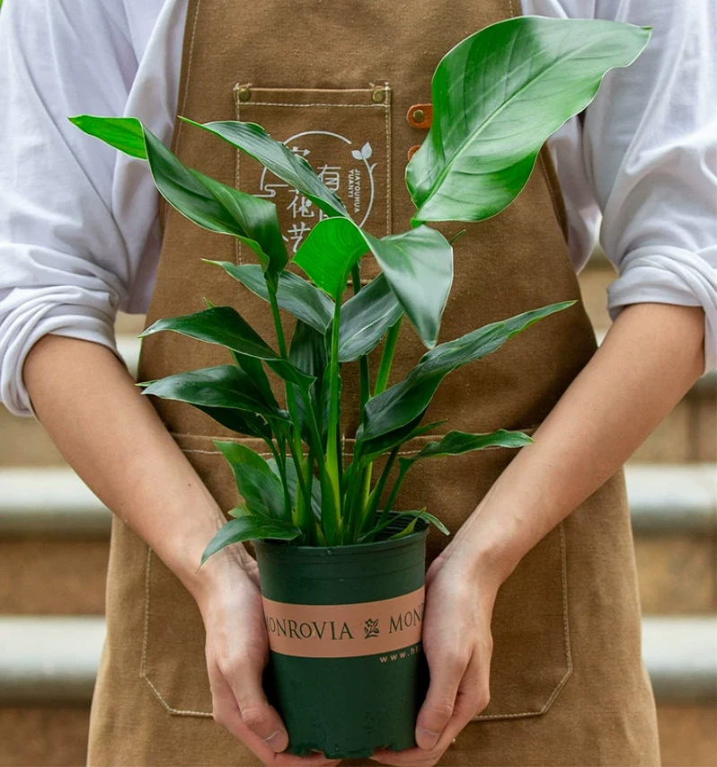 天堂鸟盆栽室内客厅大型绿植办公室大叶植物花卉鹤望兰去甲醛新房