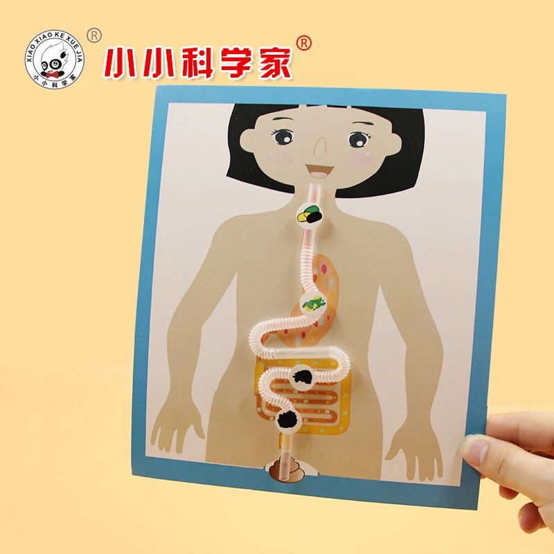 人体消化系统科学实验台湾师范大学人体实验