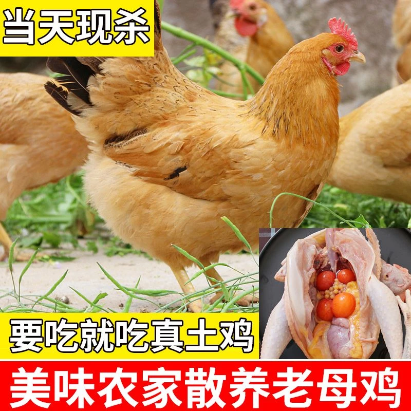 (顺丰)散养土鸡土母鸡放养土鸡农家现杀新鲜笨鸡月子鸡走地鸡草鸡
