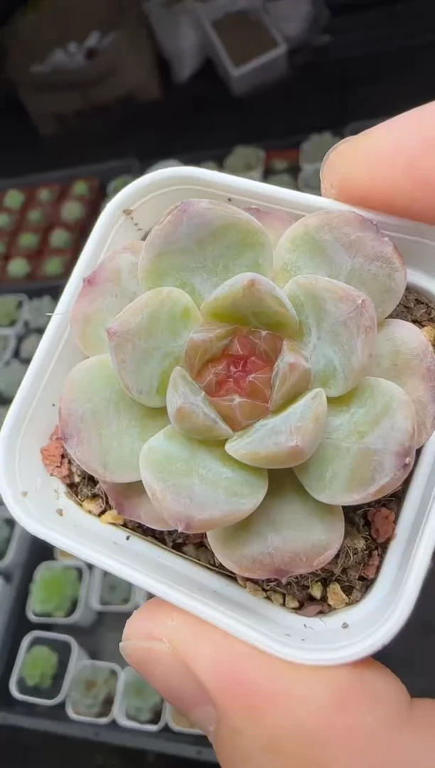 【闪购商品】一物一拍0816—232