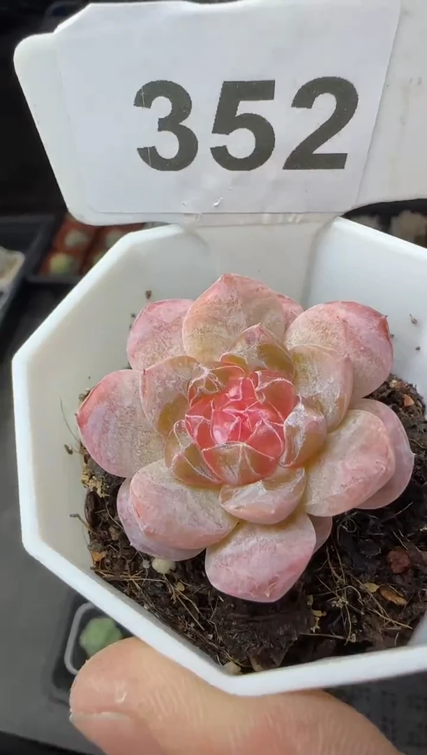 【闪购商品】一物一拍1101—352