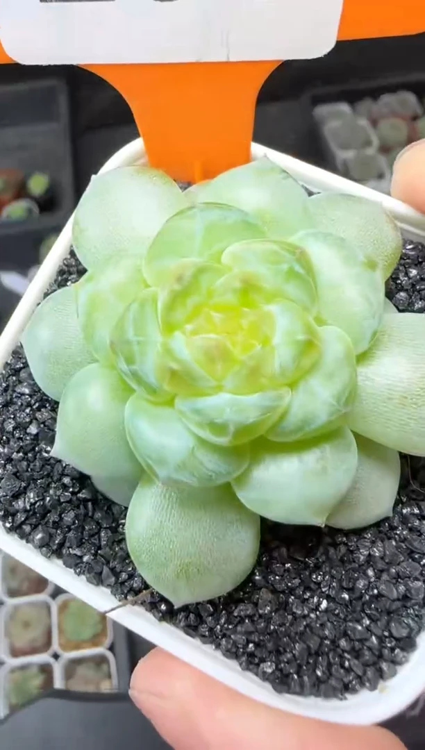 【闪购商品】一物一拍0816—297