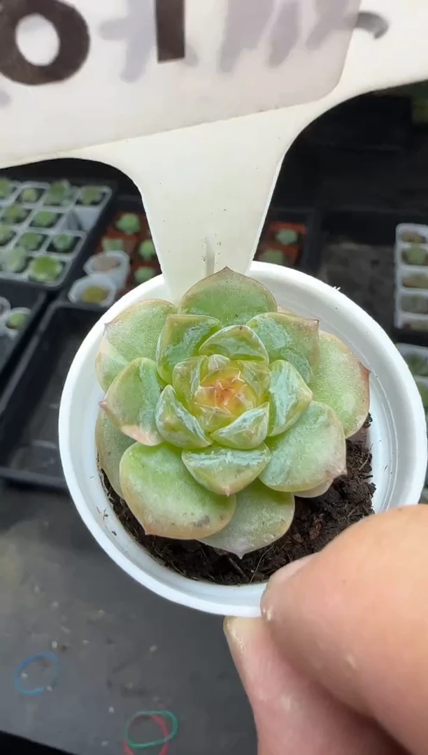 【闪购商品】一物一拍0819—81