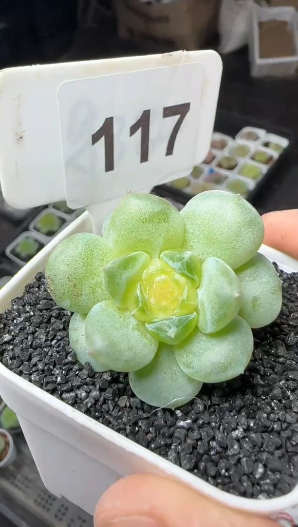 【闪购商品】一物一拍0819—117