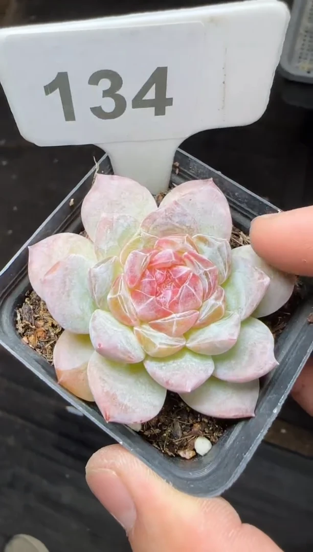 【闪购商品】一物一拍1031—134