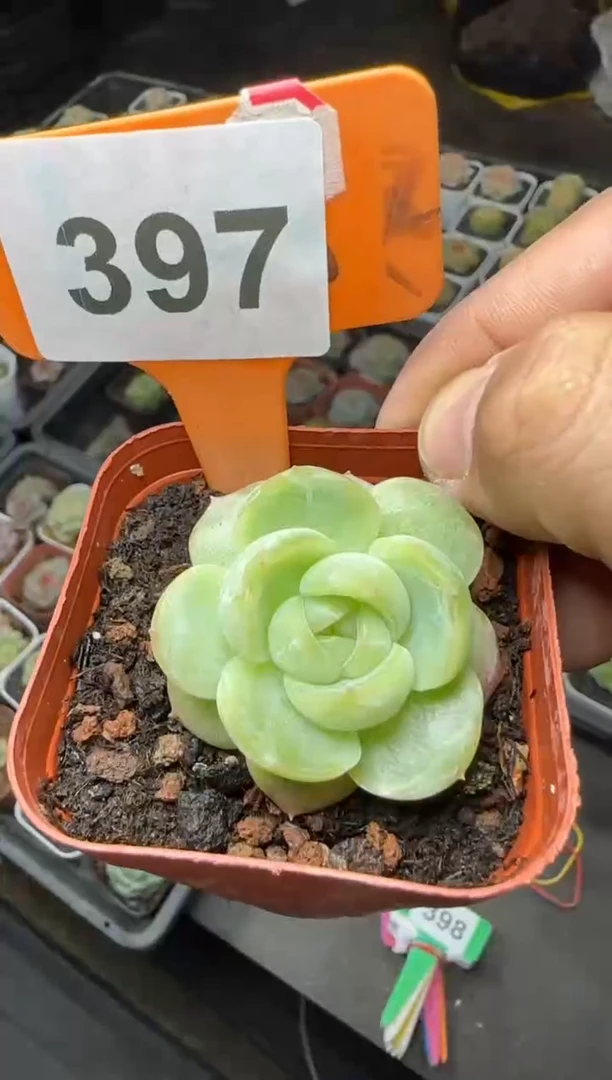 【闪购商品】一物一拍1027—397