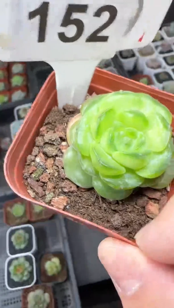 【闪购商品】一物一拍0926—152