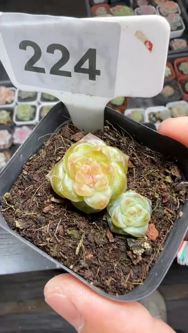 【闪购商品】一物一拍1106—224