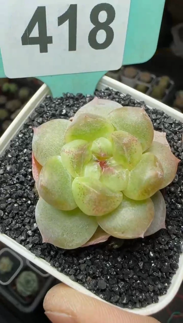 【闪购商品】一物一拍1027—418