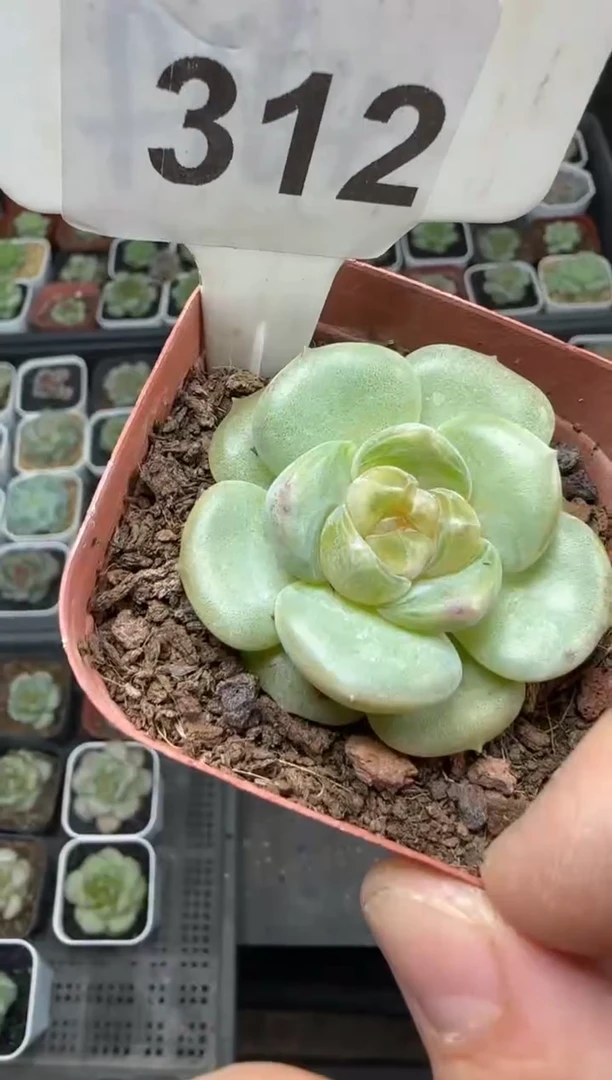 【闪购商品】一物一拍0921—312