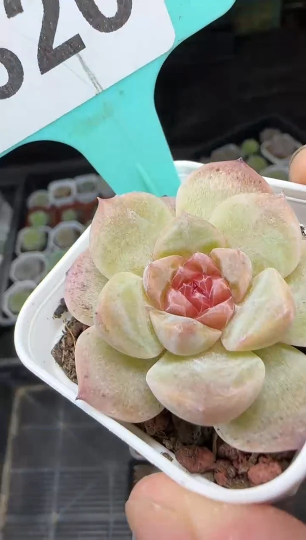 【闪购商品】一物一拍0816—320