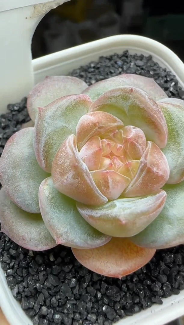 【闪购商品】一物一拍0926—233