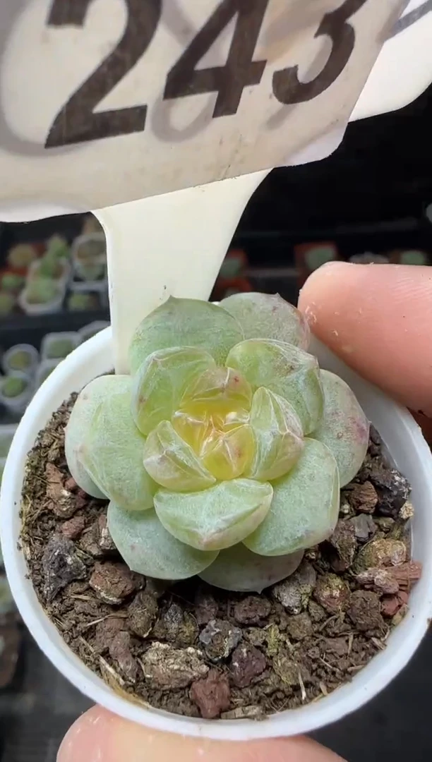 【闪购商品】一物一拍0823—243