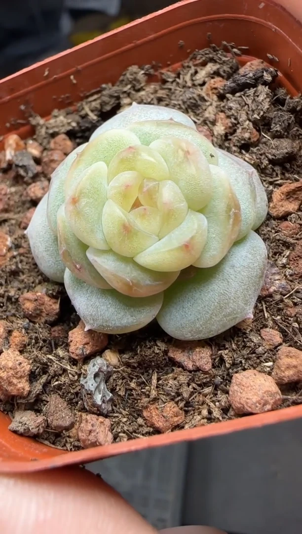 【闪购商品】一物一拍1102  421