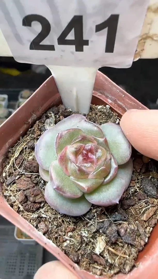 【闪购商品】一物一拍1026—241