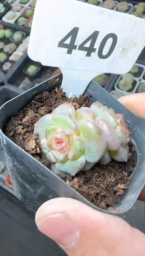 【闪购商品】一物一拍1027—440