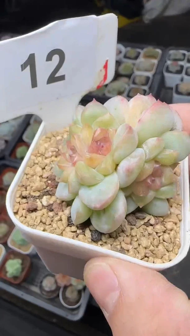【闪购商品】一物一拍1023—12
