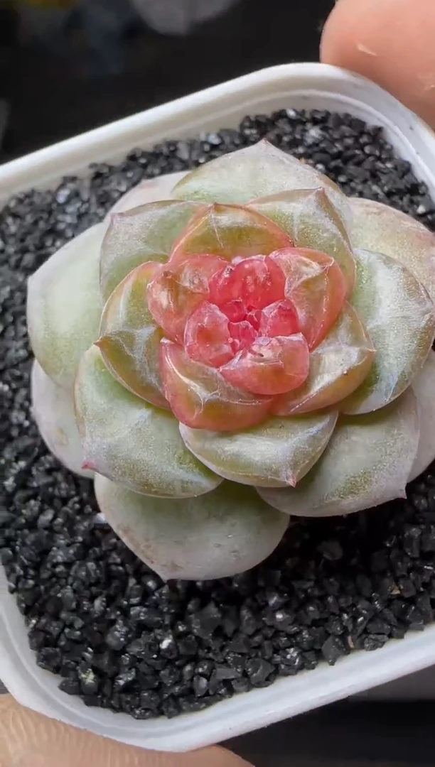 【闪购商品】一物一拍1019—195