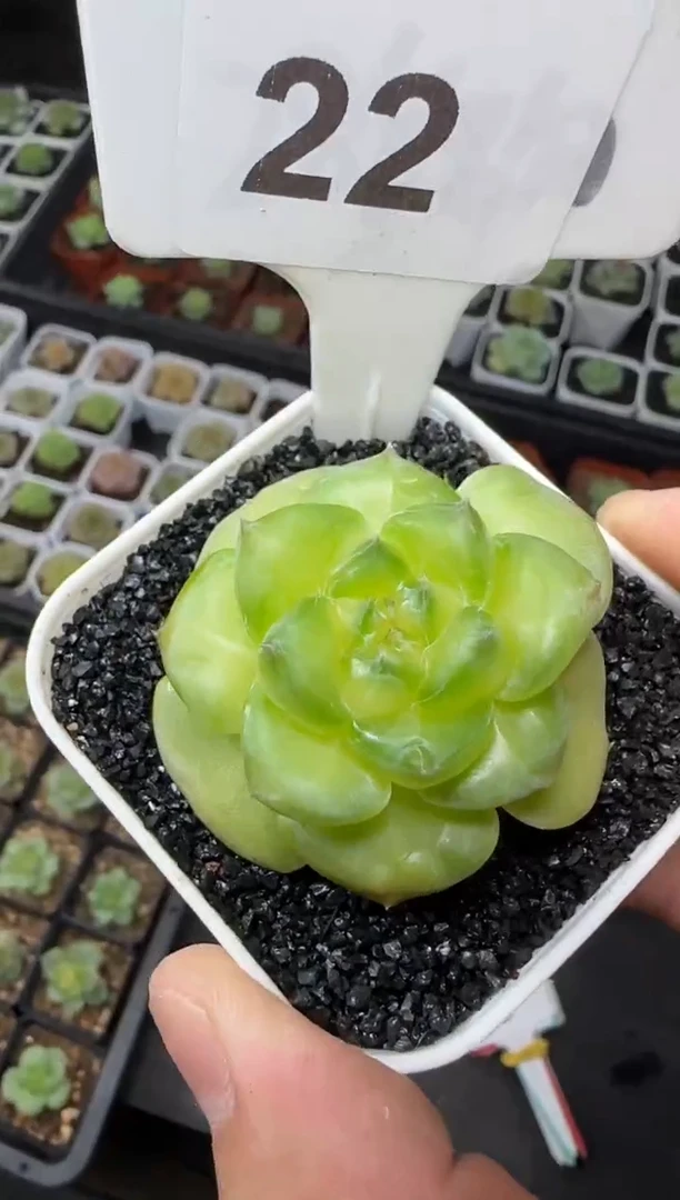 【闪购商品】一物一拍0819—22