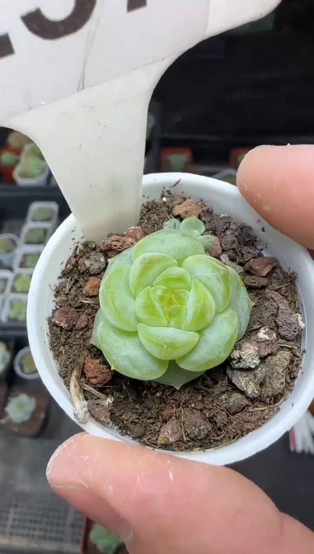 【闪购商品】一物一拍0823—257