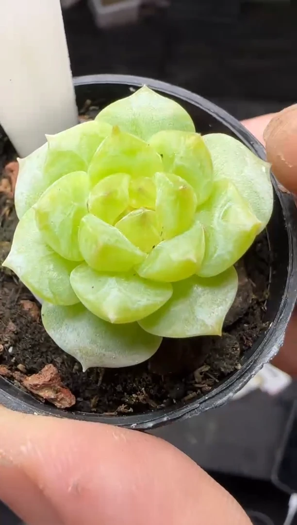 【闪购商品】一物一拍0816—305
