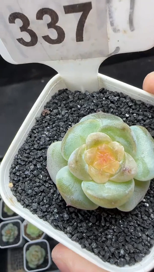 【闪购商品】一物一拍0823—337