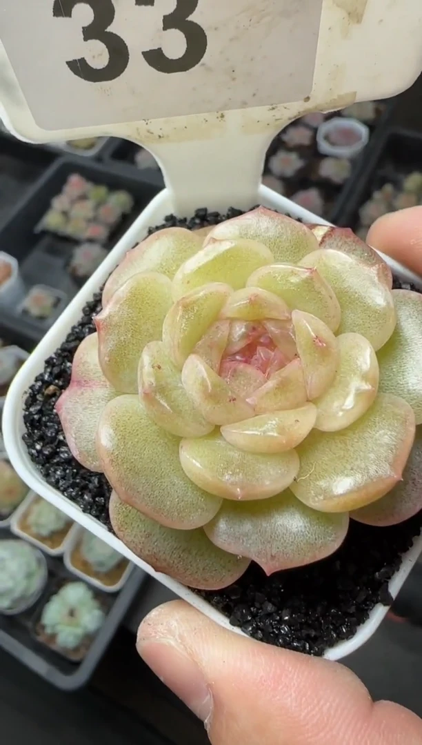 【闪购商品】一物一拍1112—33