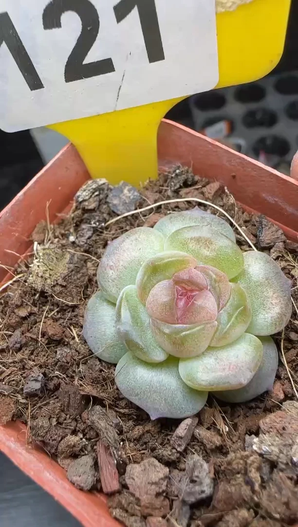 【闪购商品】一物一121