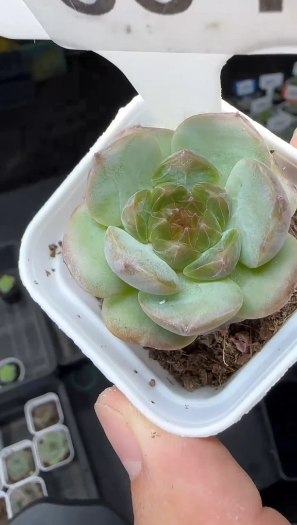 【闪购商品】一物一拍0816—304