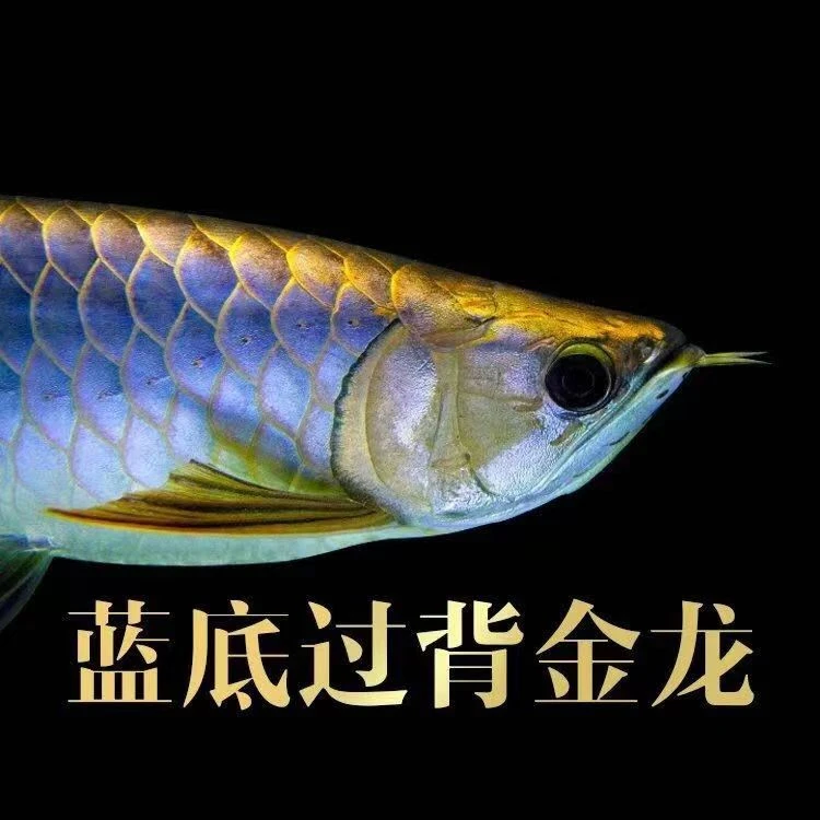 金龙鱼活鱼古典蓝底过背金龙印尼红龙鱼苗热带观赏鱼龙鱼活体养殖